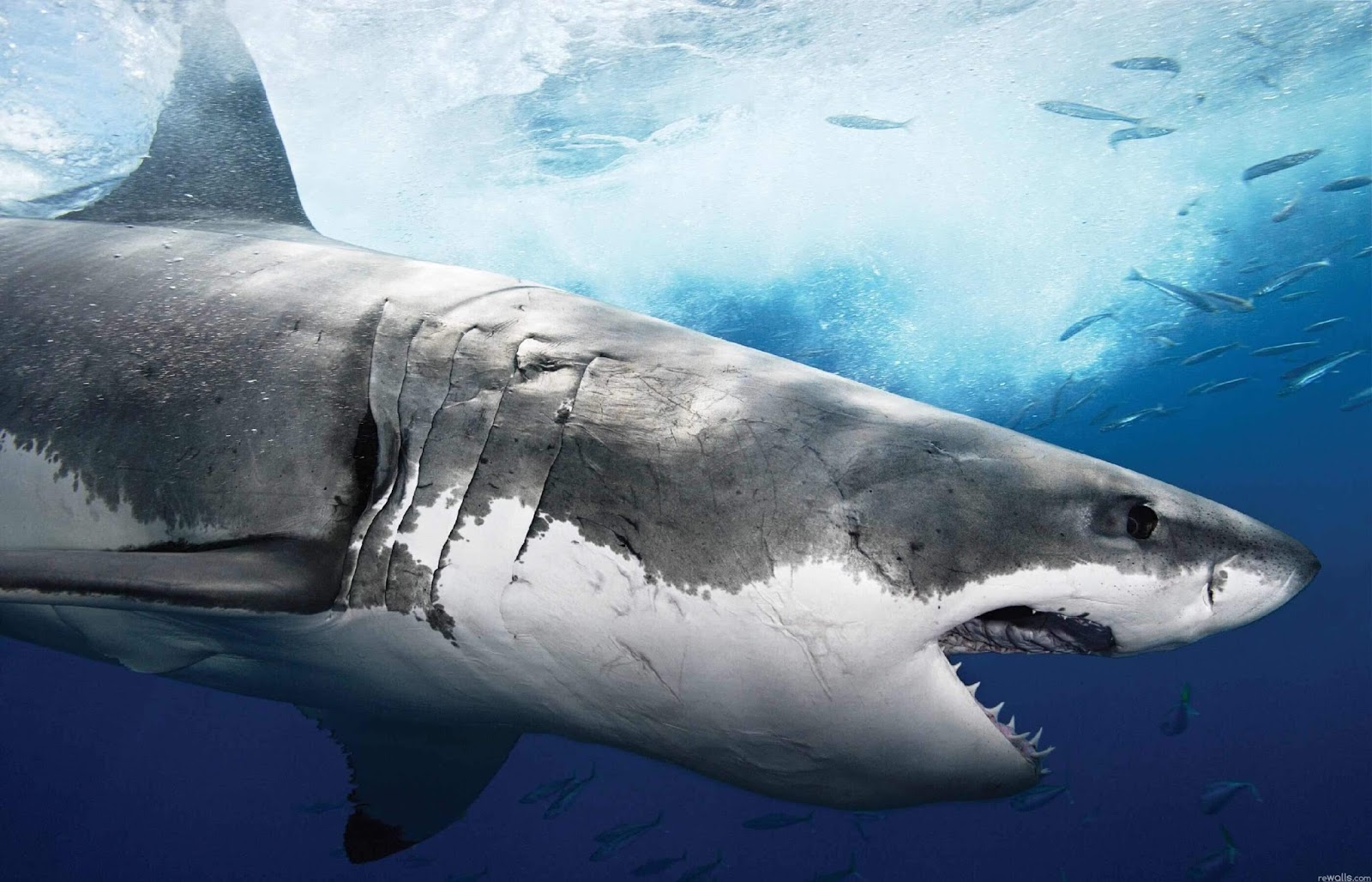 Shark Wallpaper - Great White Shark - HD Wallpaper 