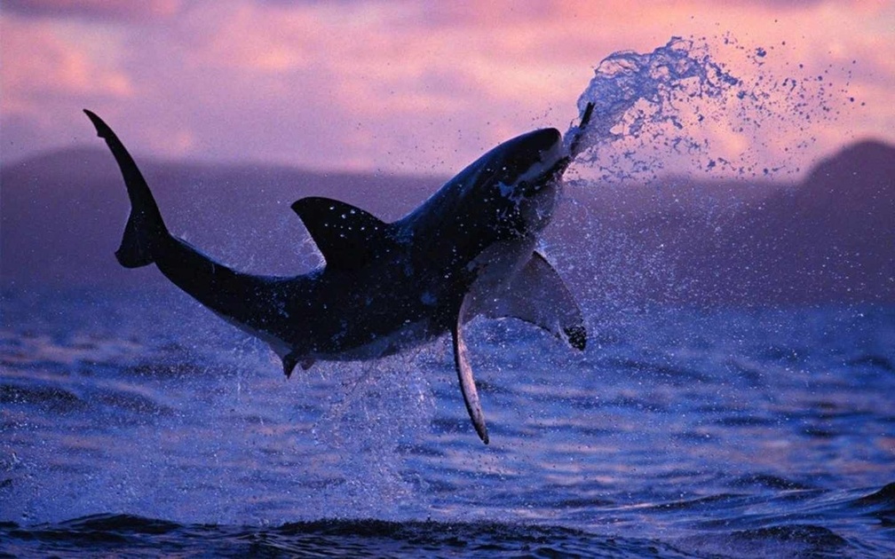 Great White Shark Background - HD Wallpaper 