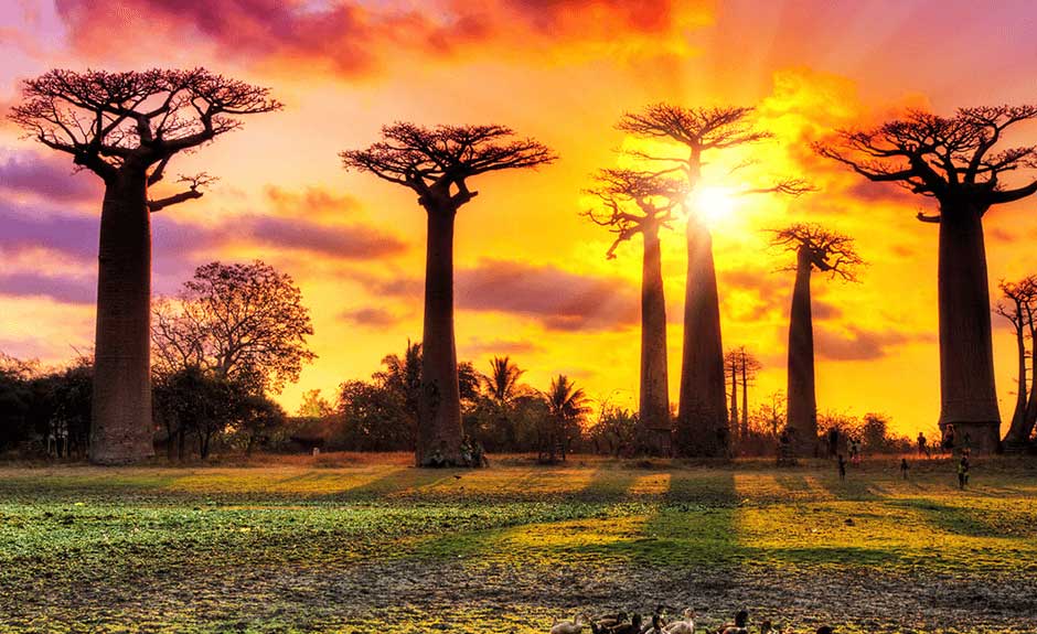 You Ll Need To Bring All Your Friends If You Want To - Parc National De Montagne D Ambre - HD Wallpaper 