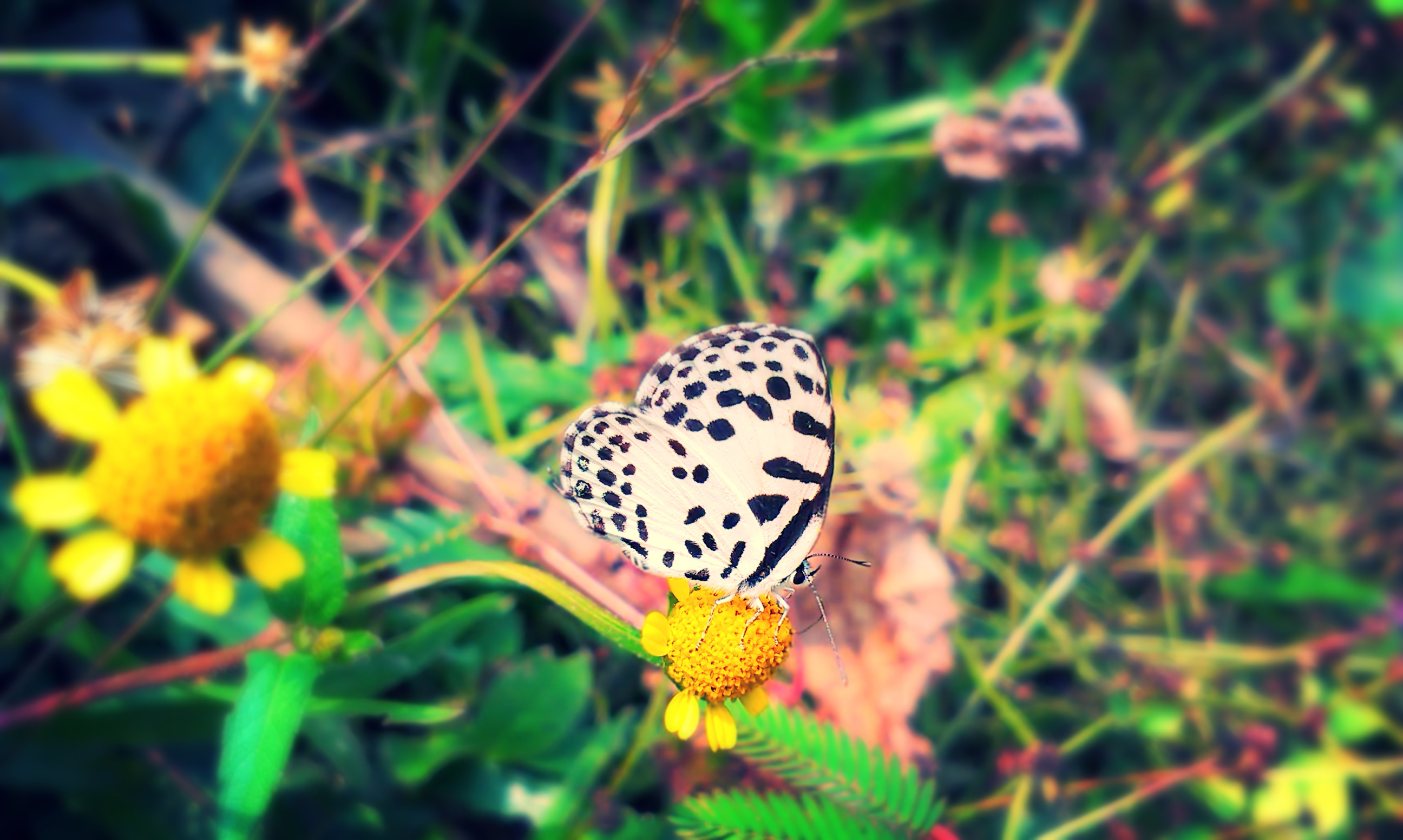 Animal Wallpapers Hd Naturaleza - HD Wallpaper 