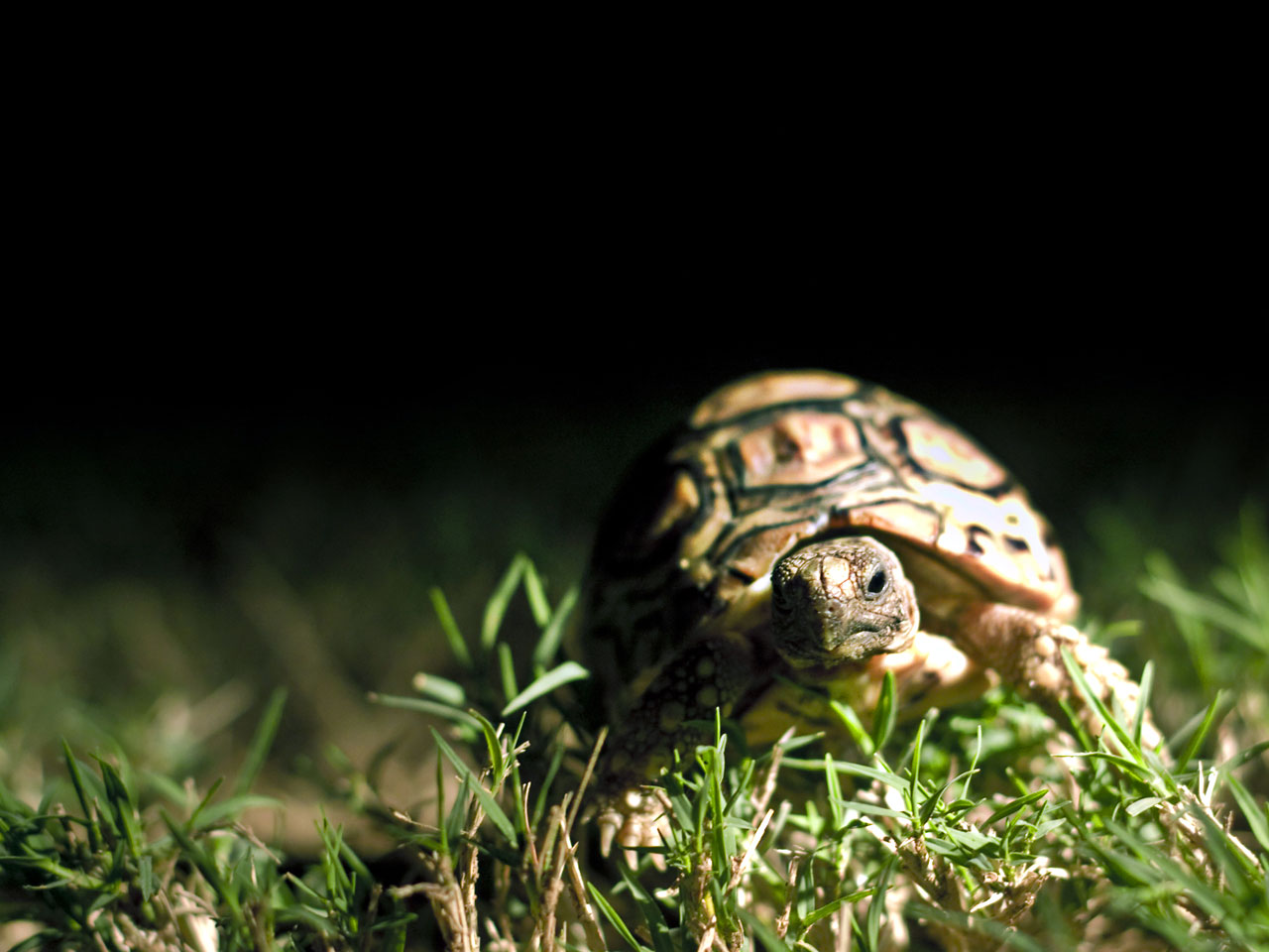 Tortoise Hd Wallpaper For Mobile - HD Wallpaper 