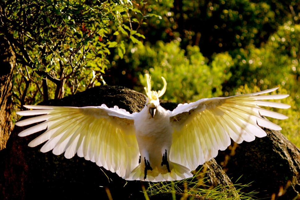 How Amazing Yellow Crested Cockatoo Wallpaper,trees - Cockatoo Amazing - HD Wallpaper 