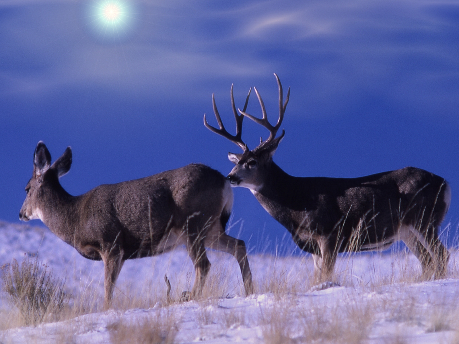 Golf Town Annual Report - Mule Deer In Snow - HD Wallpaper 