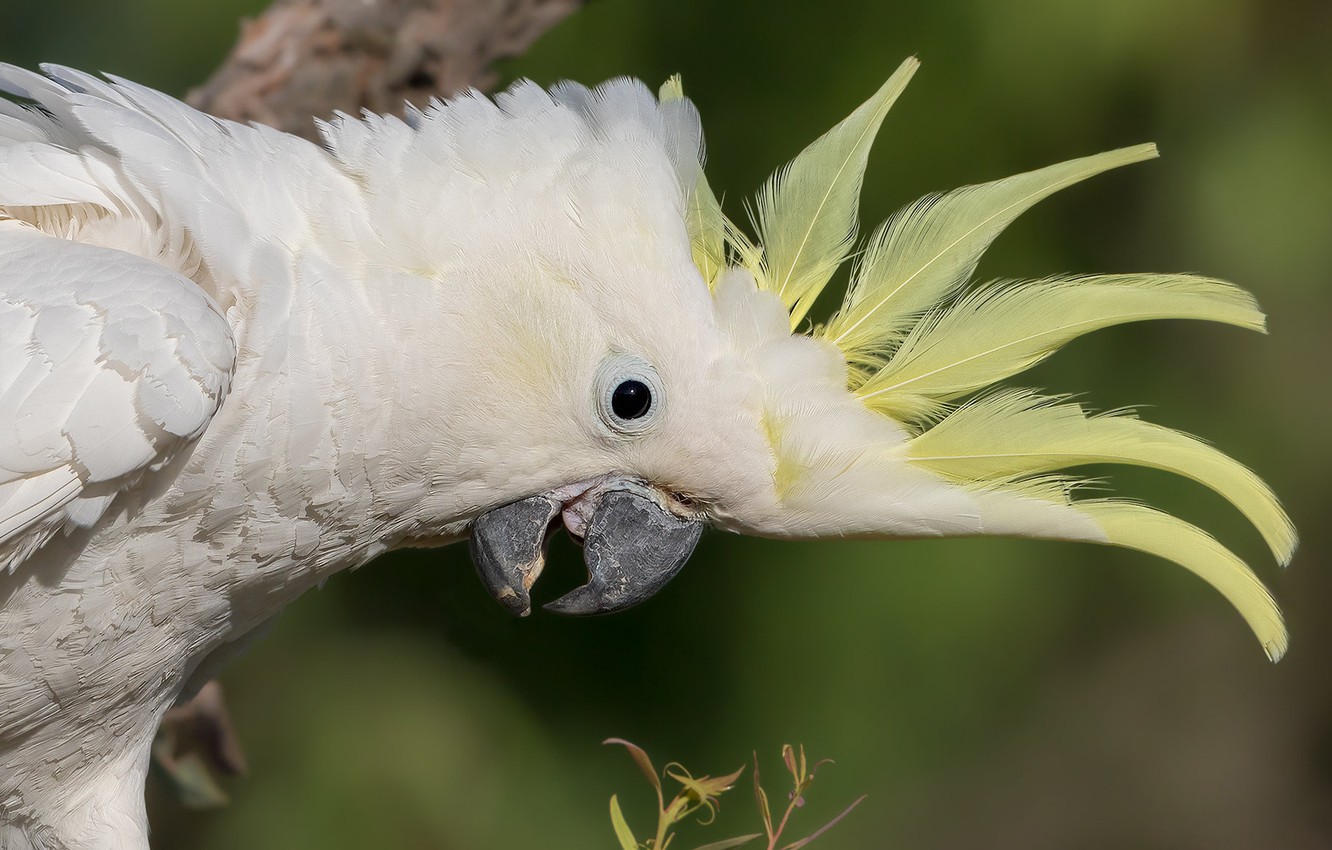 Photo Wallpaper White, Look, Pose, Background, Bird, - Sulphur-crested Cockatoo - HD Wallpaper 