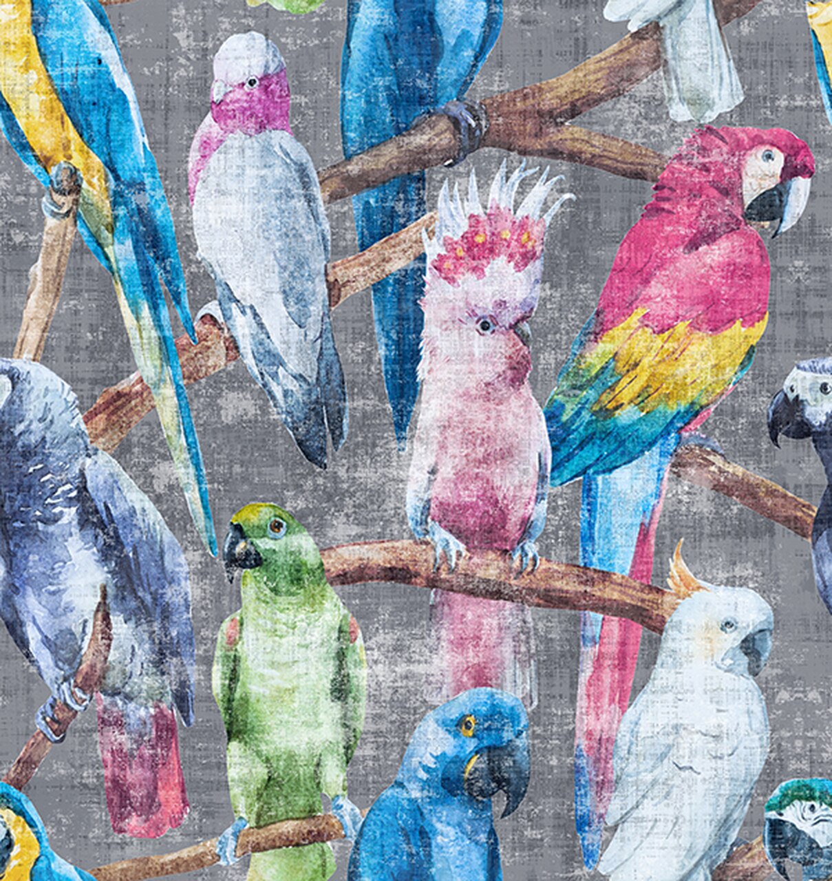 Budgie - HD Wallpaper 