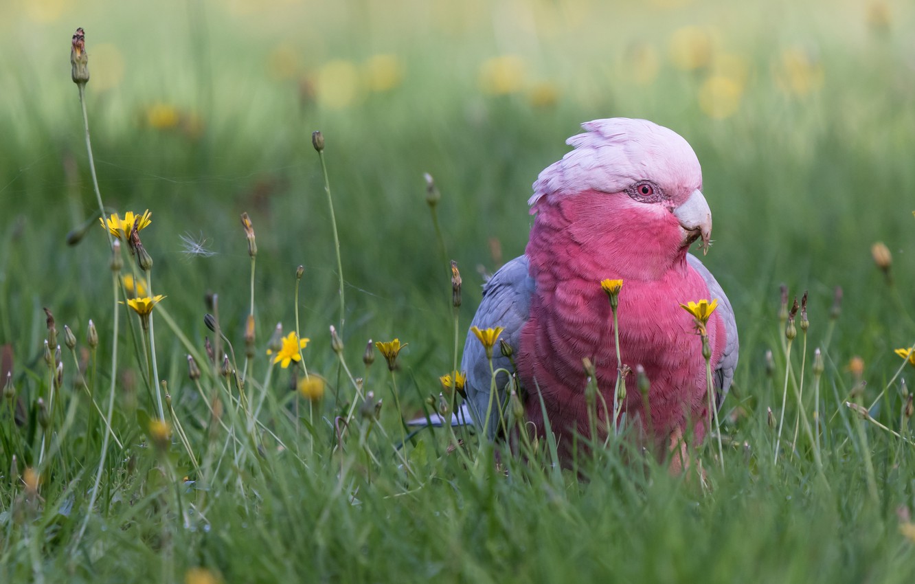 Photo Wallpaper Grass, Flowers, Bird, Parrot, Bokeh, - Pink Cockatoo Desktop - HD Wallpaper 