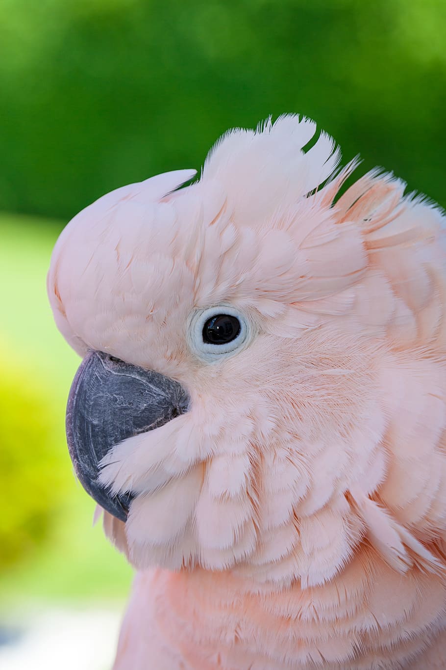 Bird, Animal, Nature, Portrait, Cute, Cockatoo, Salmon-crested - Color Street Early Bird Special - HD Wallpaper 