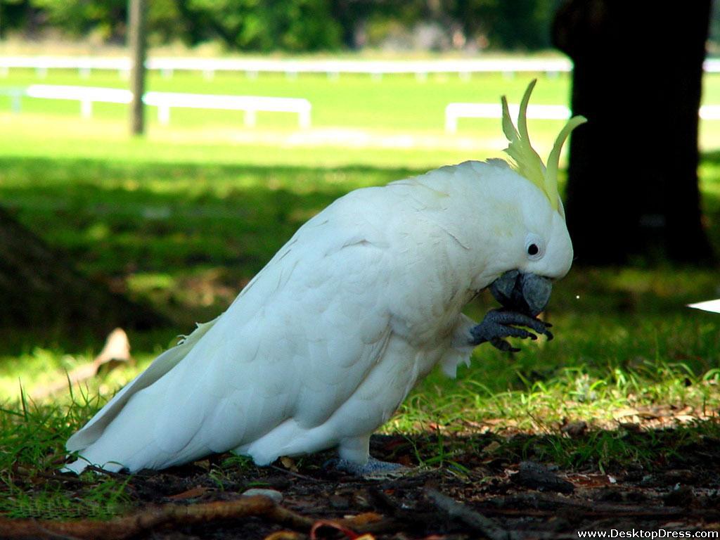 Sulfur Crested Cockatoo - Parrot - HD Wallpaper 