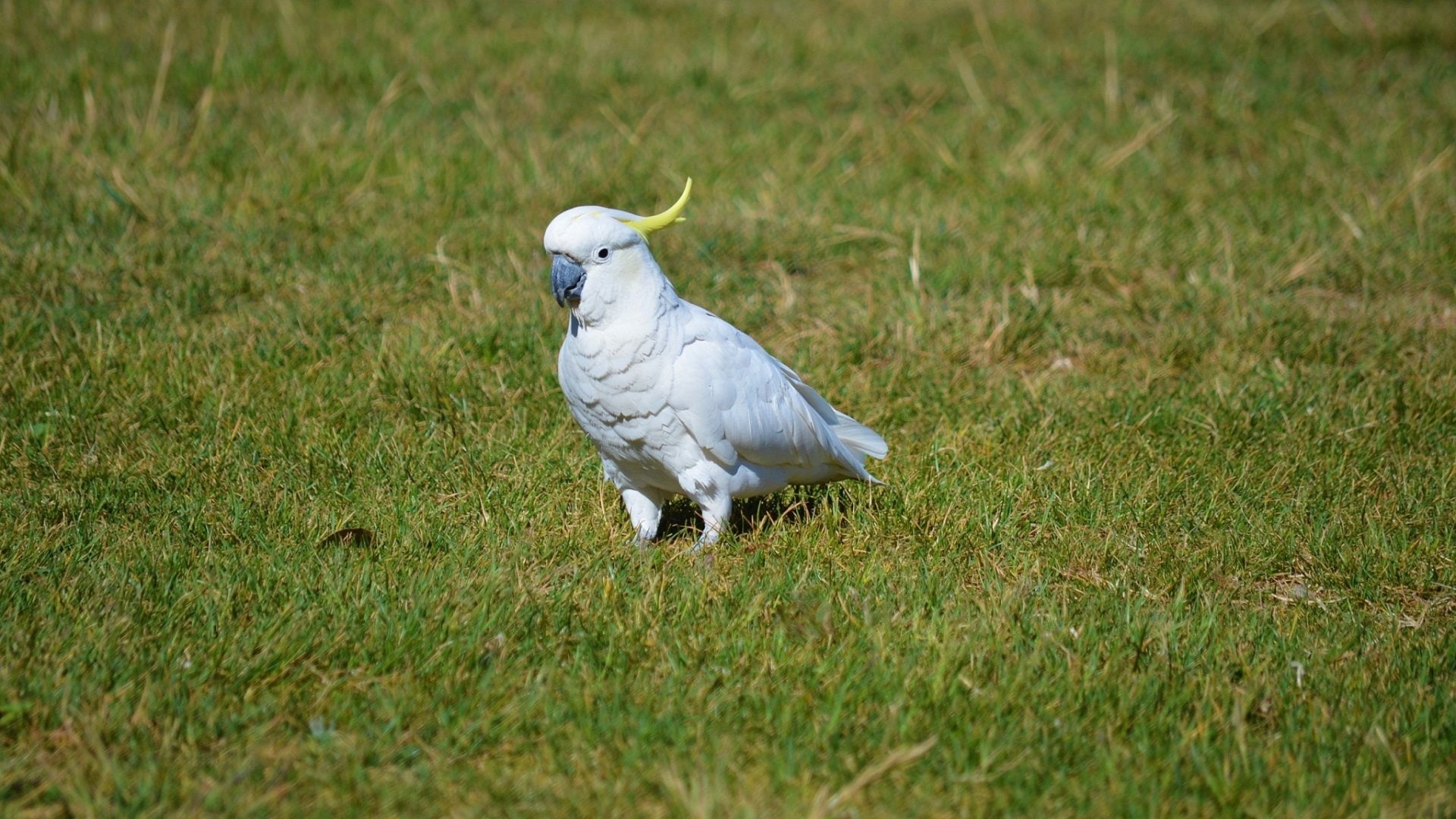 Sulphur-crested Cockatoo - HD Wallpaper 