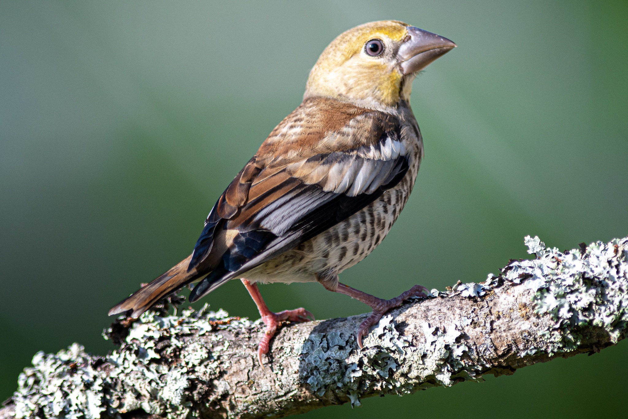 Bird Hd - HD Wallpaper 