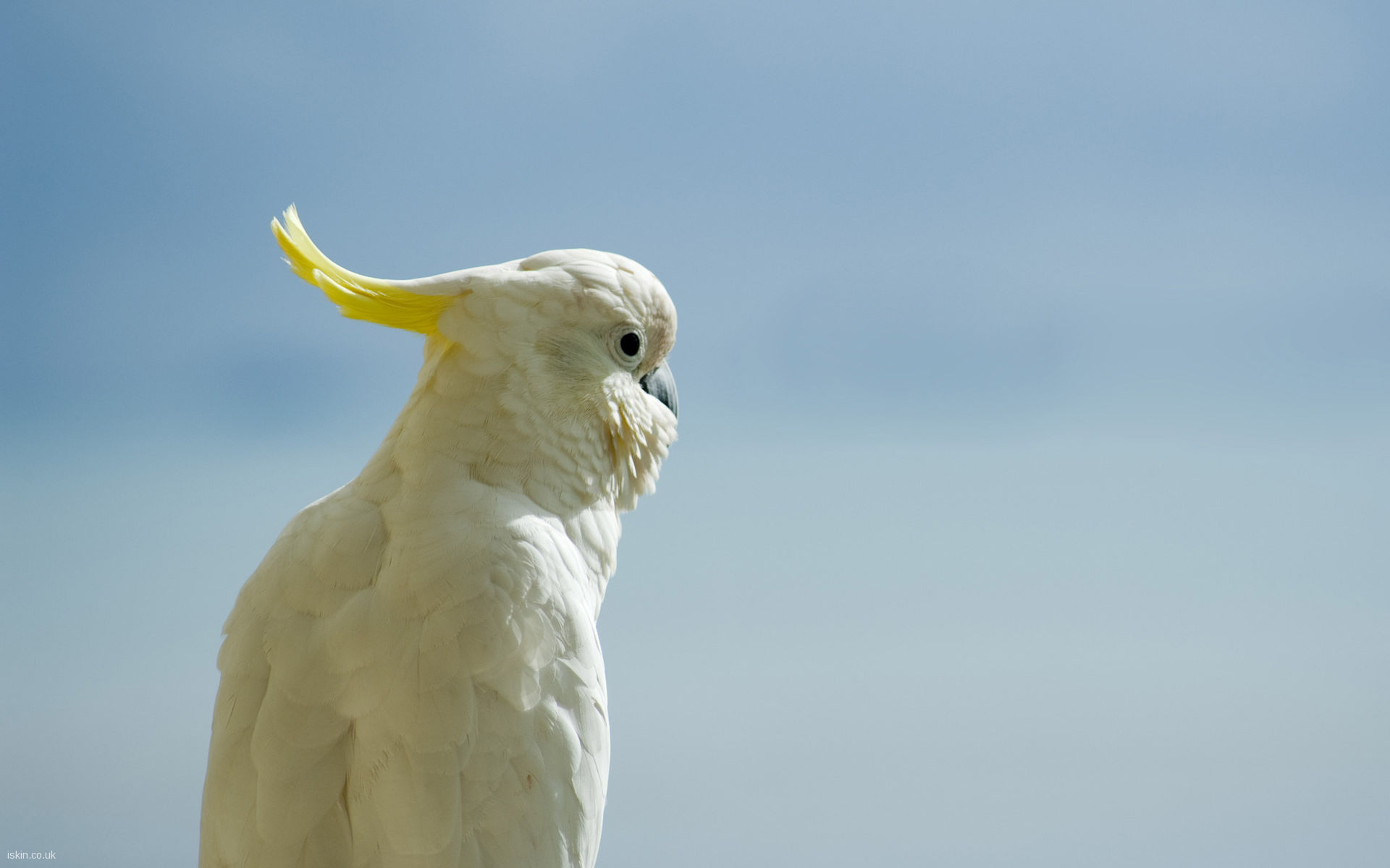 White Cockatoo Background Wallpapers - Cockatoo Background - HD Wallpaper 