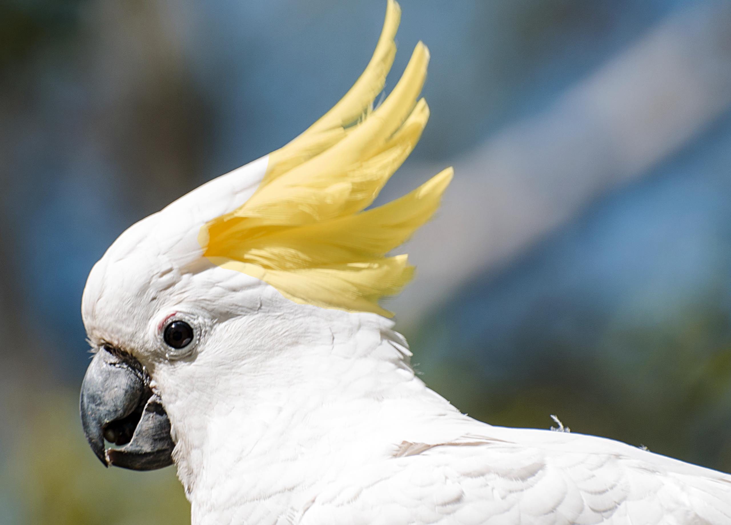 Sulphur-crested Cockatoo - HD Wallpaper 