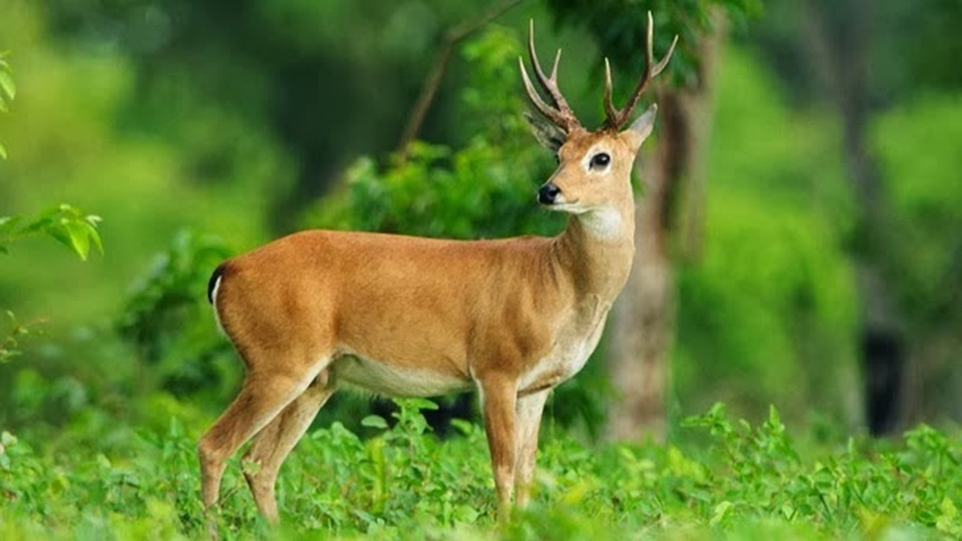 6 Helpful Deer Hunting Tactics For Hunting Season - French Guiana National  Animal - 1920x1080 Wallpaper 