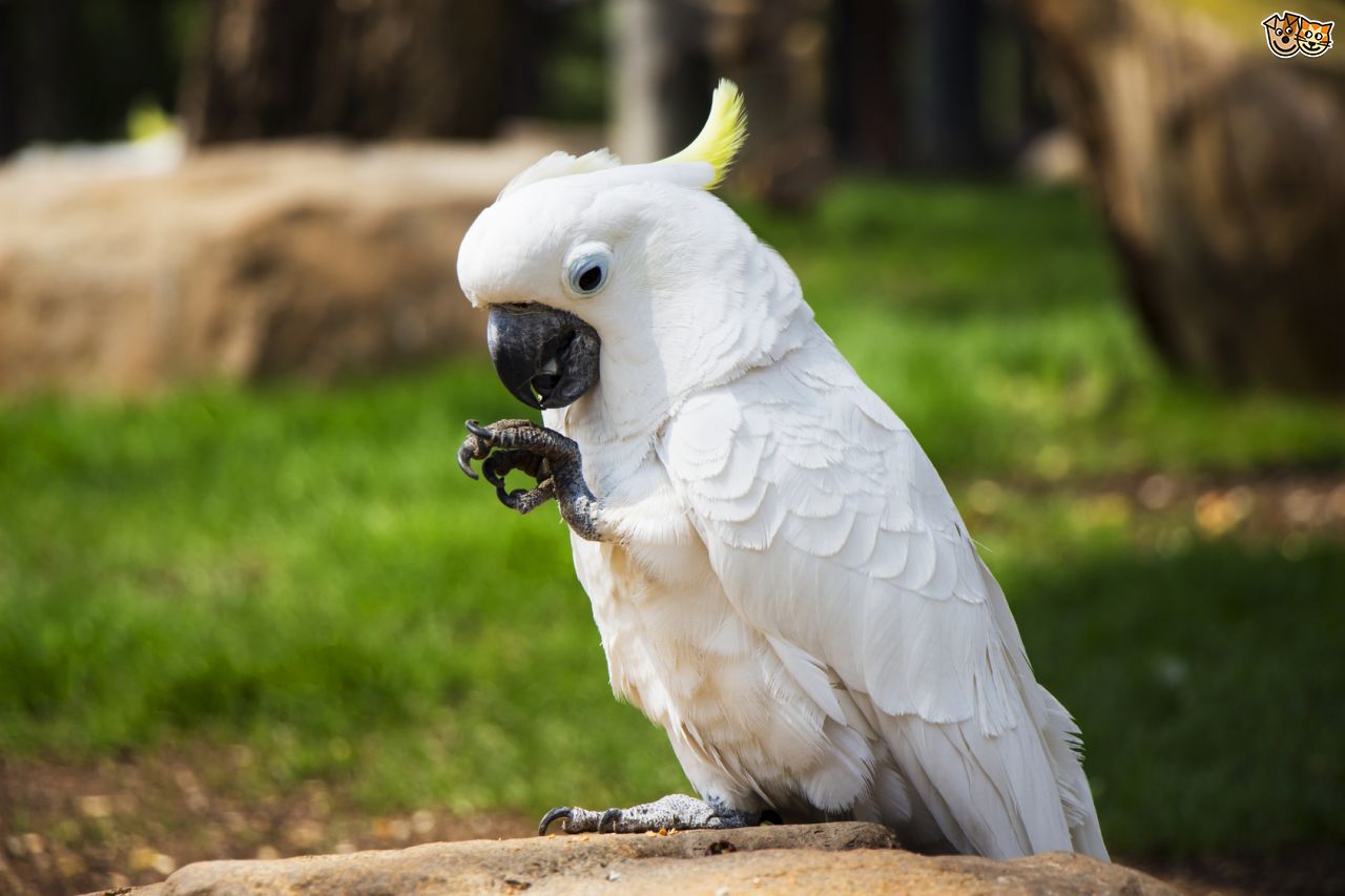 The White Cockatoo - White Cockatoo - HD Wallpaper 