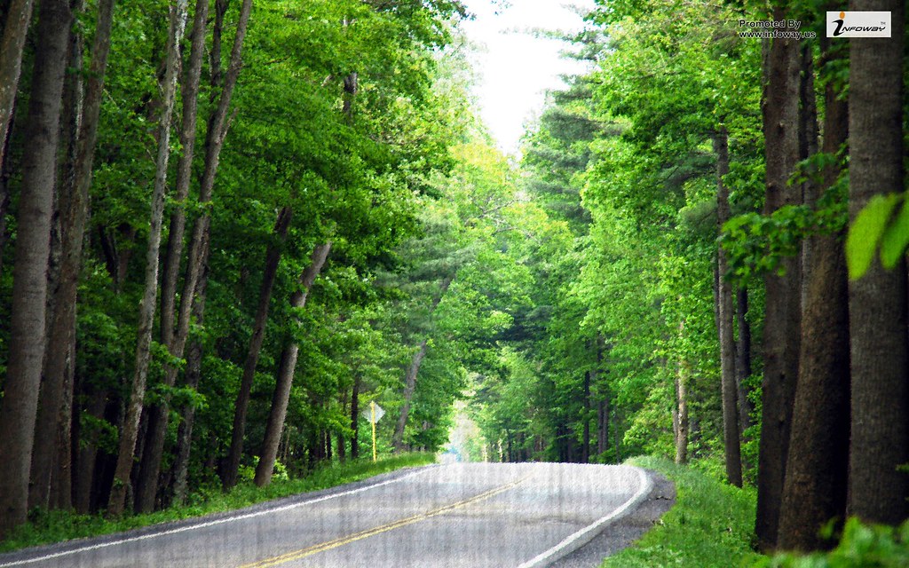 Nature Hd Wallpaper Forest Laptop - HD Wallpaper 