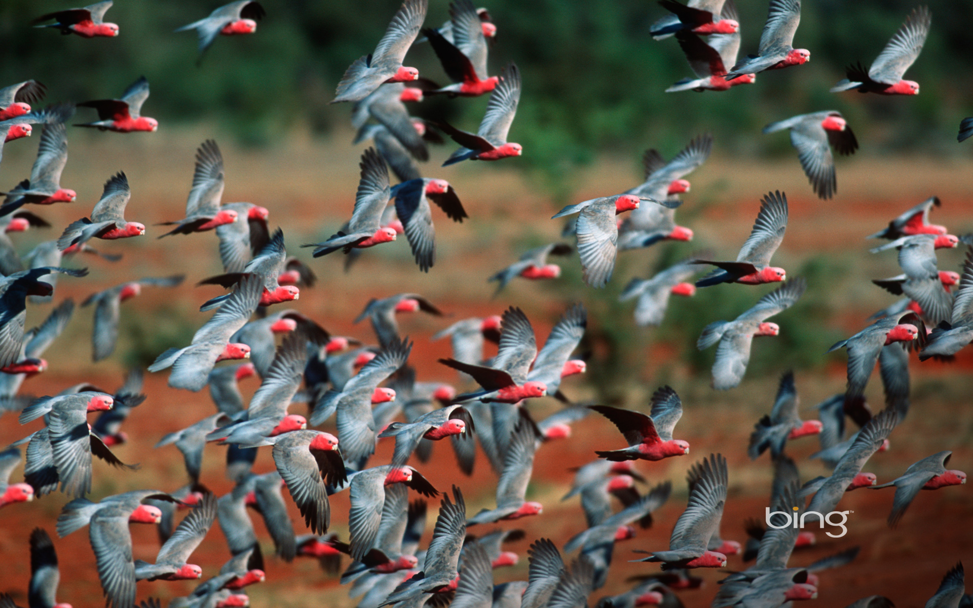 Flock Of Rose Breasted Cockatoos In Australia - Rose Breasted Cockatoo Flock - HD Wallpaper 