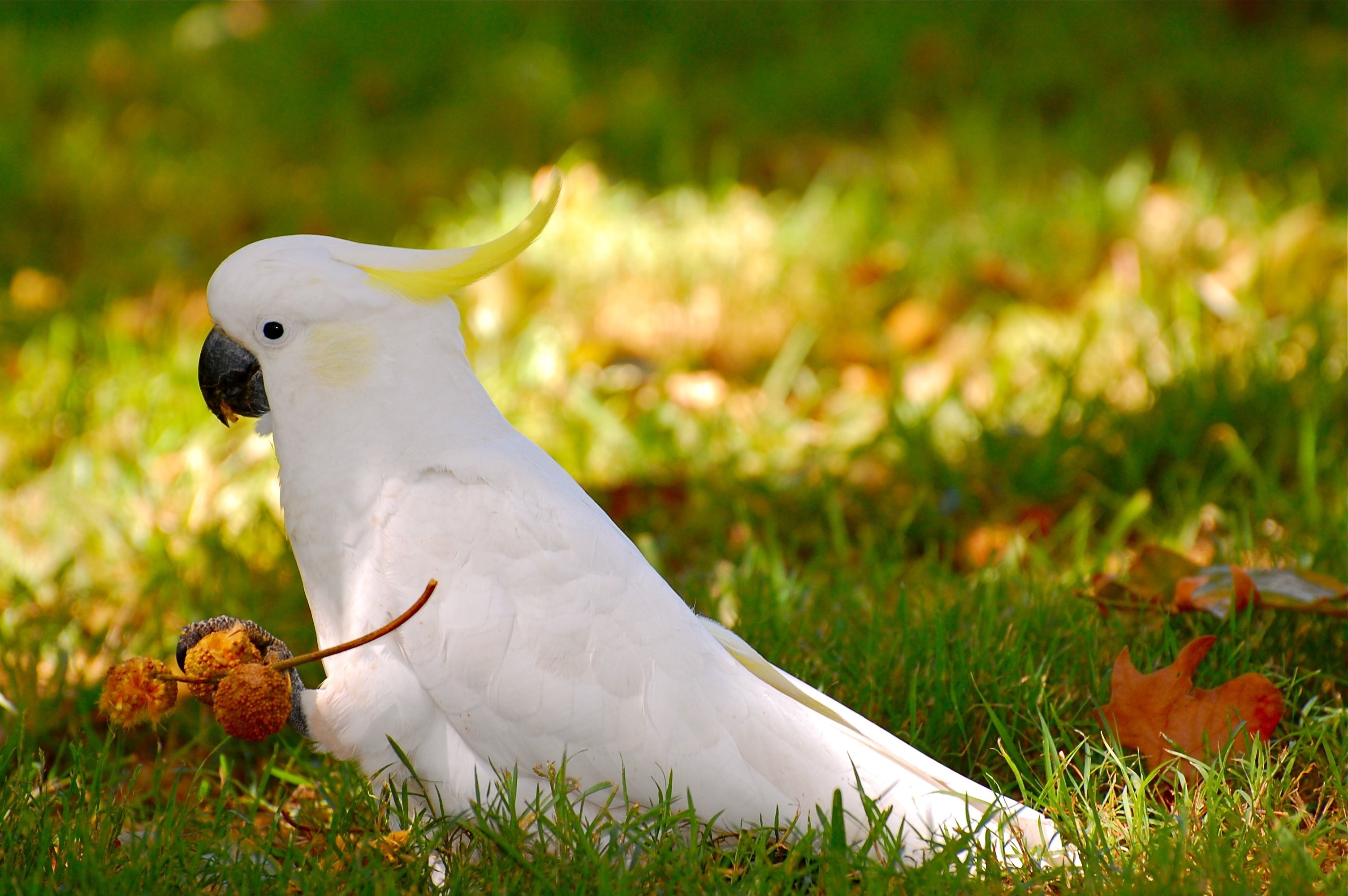 Cockatoo - HD Wallpaper 