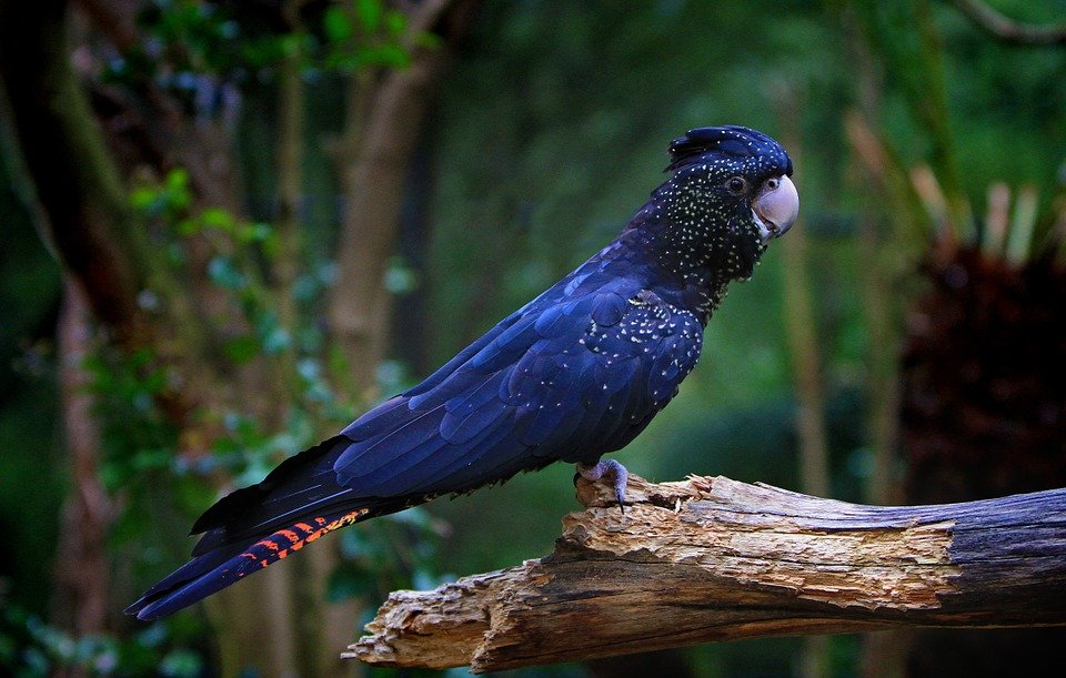 Cockatoo Bird - HD Wallpaper 