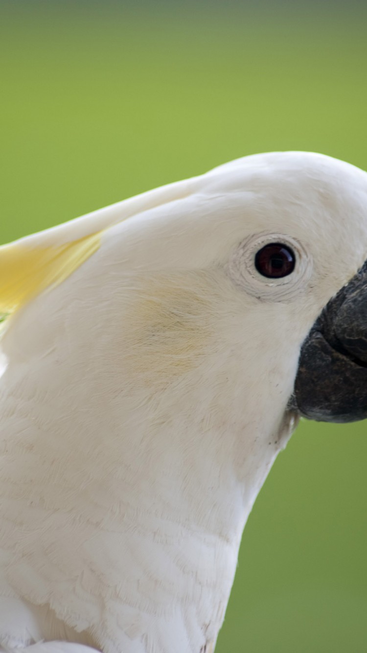 Sulphur-crested Cockatoo - HD Wallpaper 
