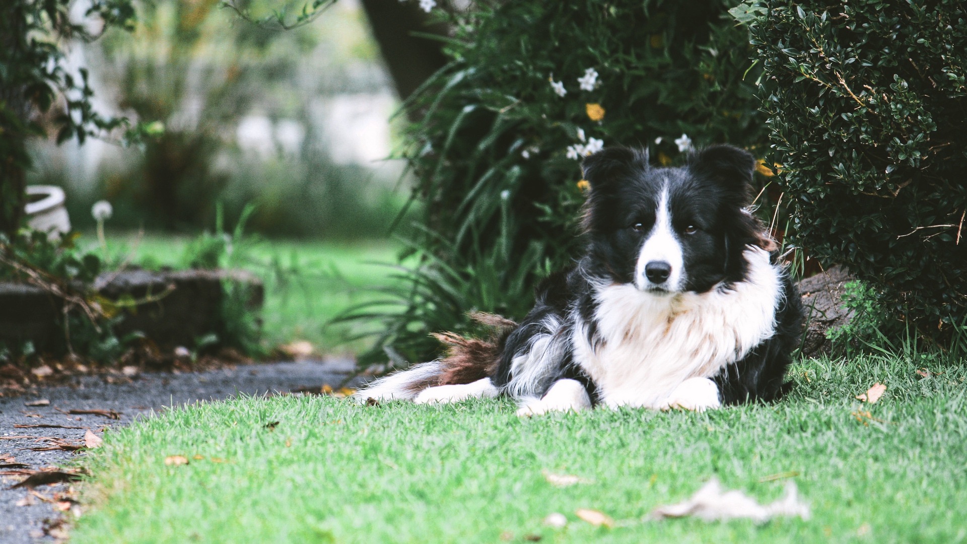 Wallpaper Border Collie, Dog, Lies, Spotted - Border Collie - HD Wallpaper 