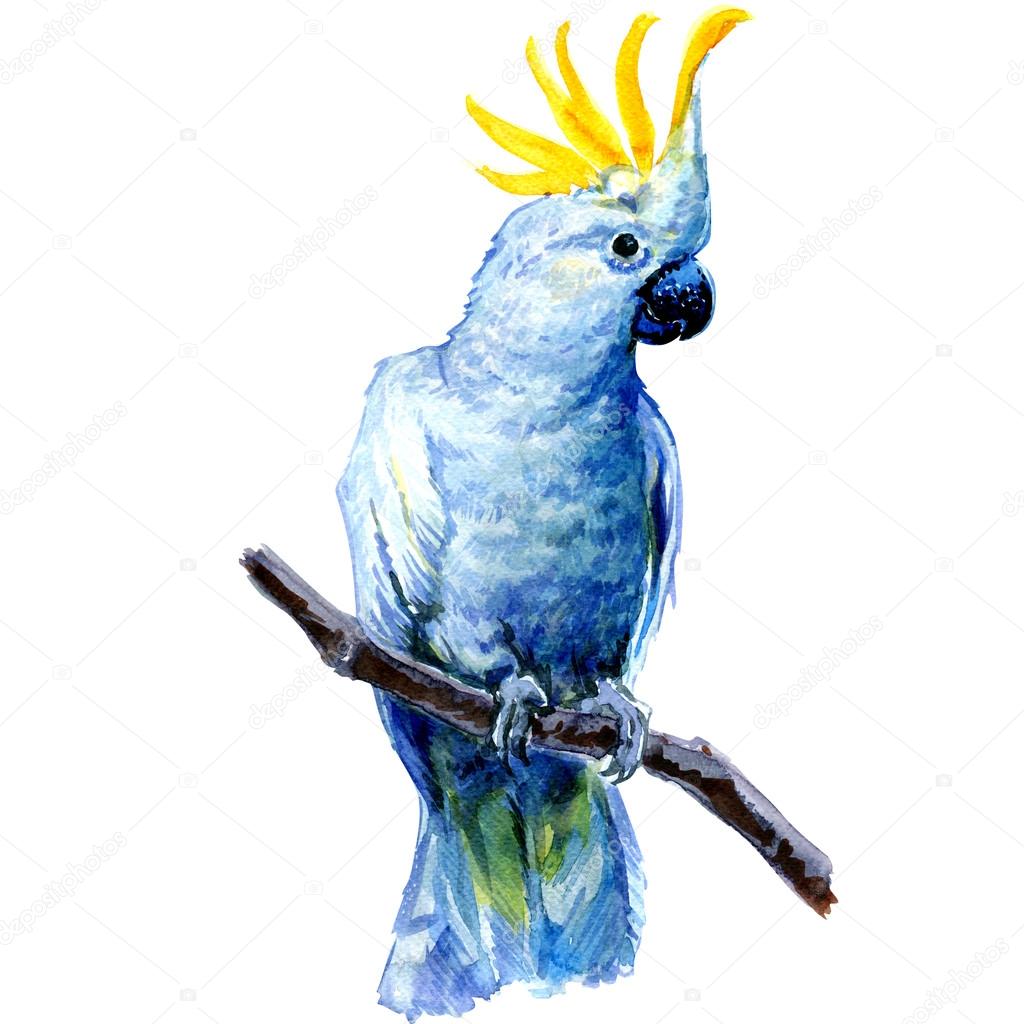 Cockatoo Painting - HD Wallpaper 