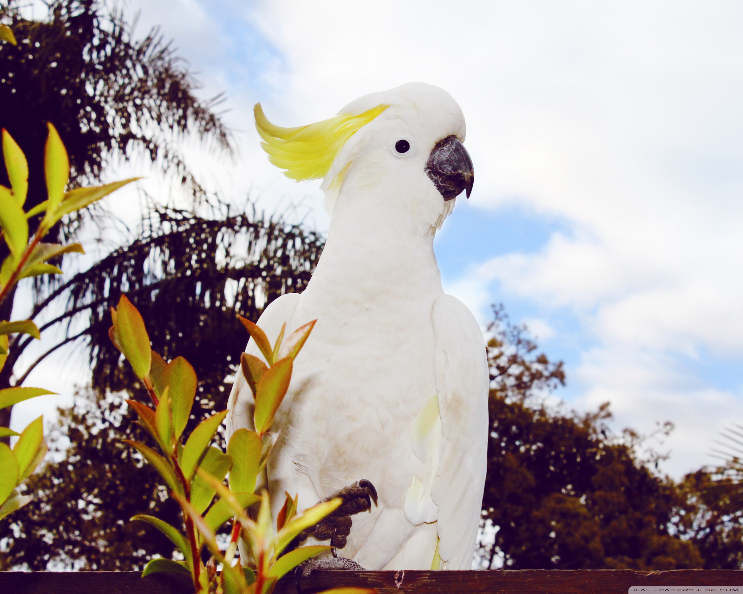 White Cockatoo Wallpaper Iphone - HD Wallpaper 