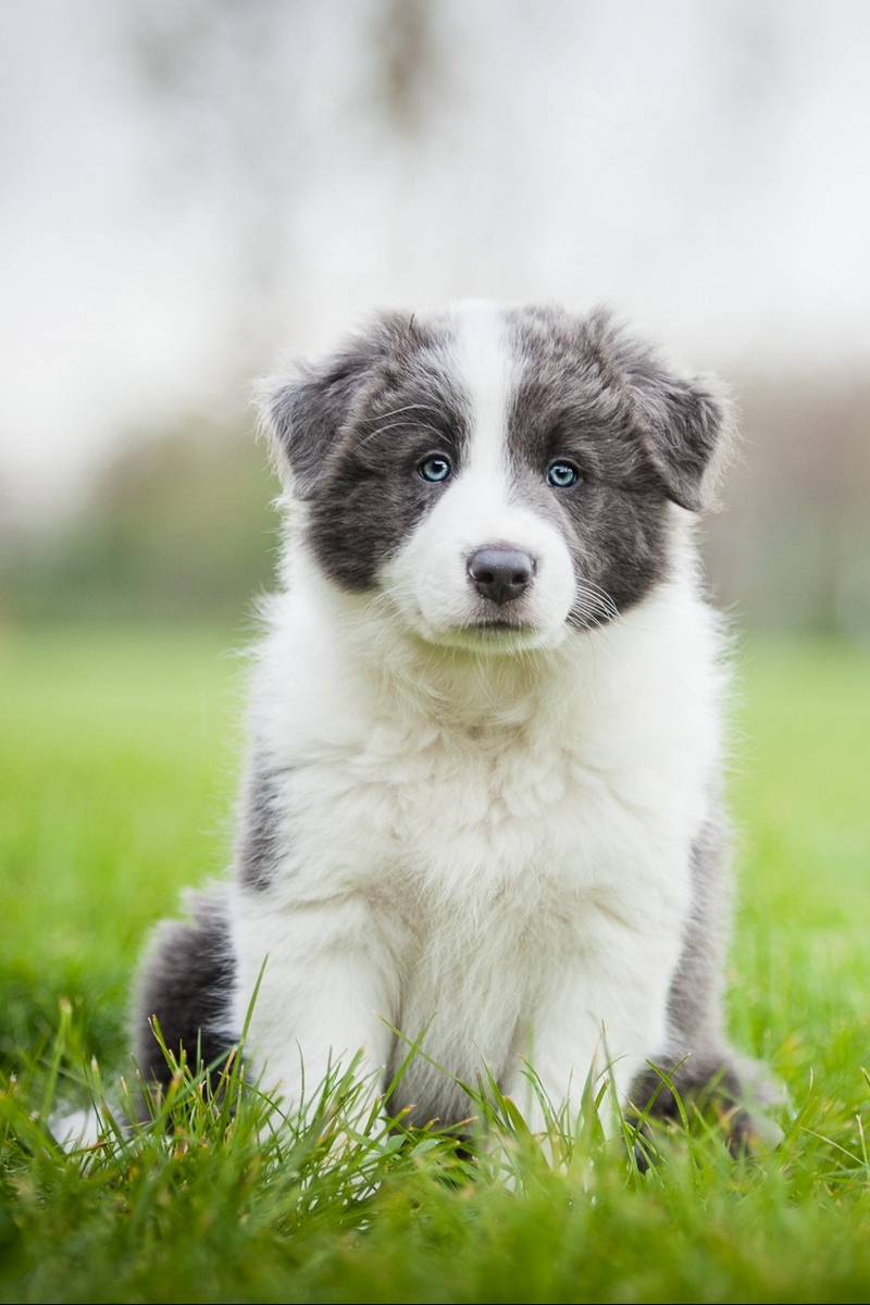 Wallpaper Border Collie, Puppy, Sit, Grass - Border Collie Background Phone - HD Wallpaper 