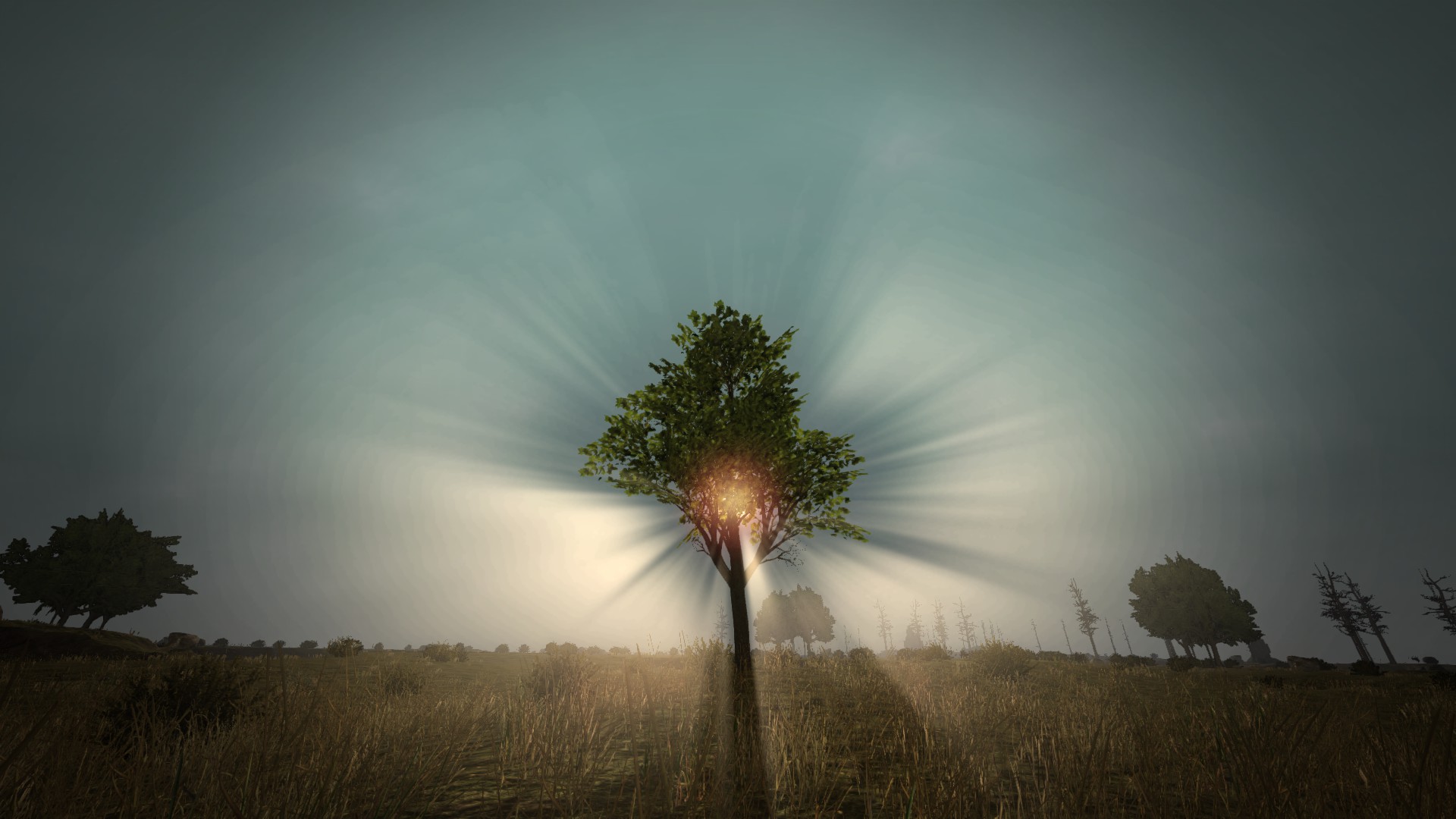 Borassus Flabellifer - HD Wallpaper 