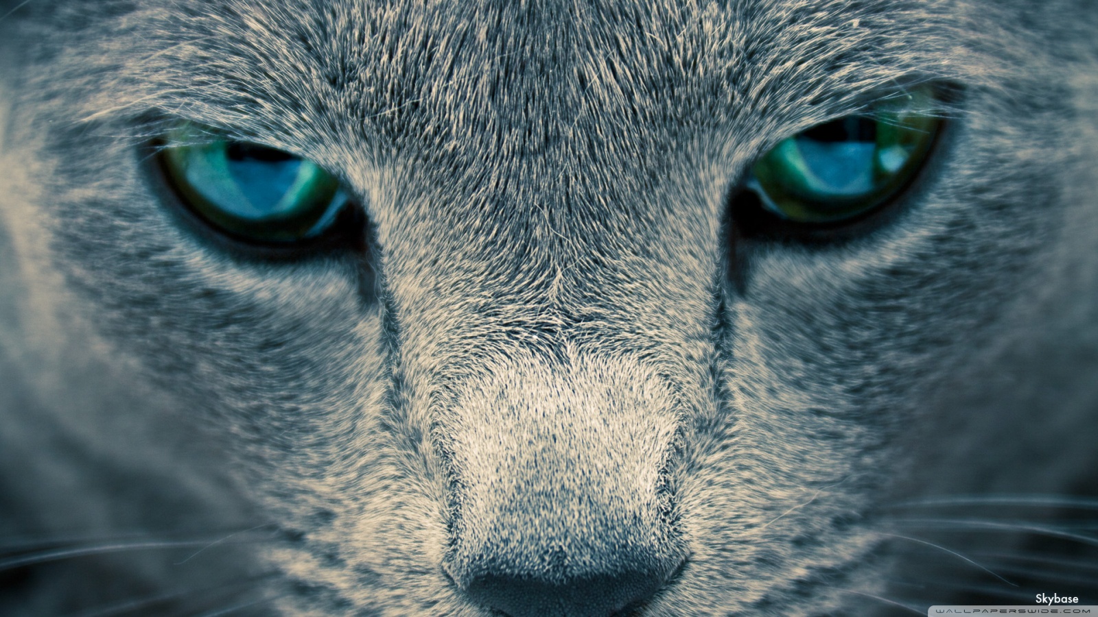 Fond D Écran 1600x900 Hd Gratuit - HD Wallpaper 