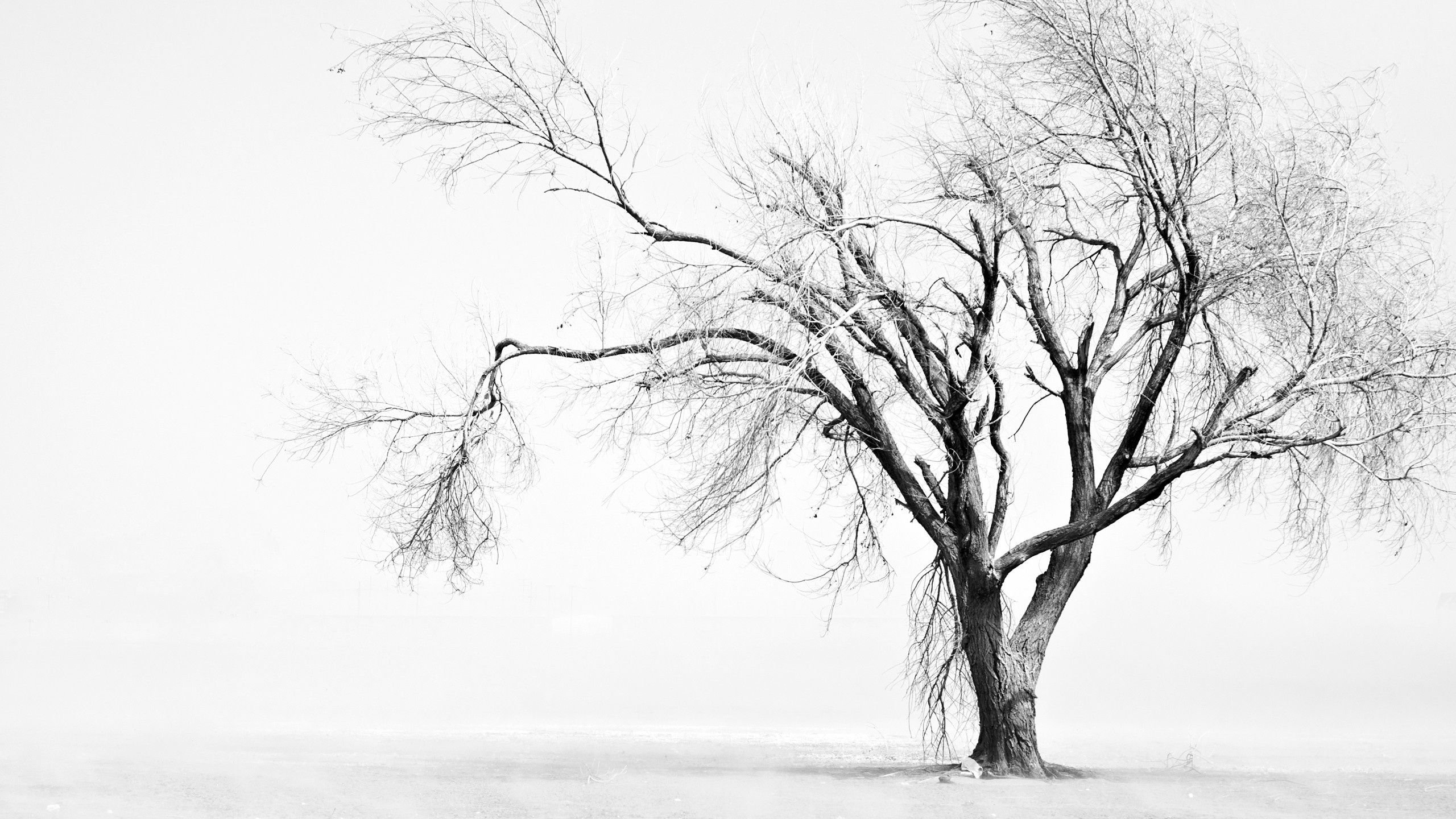 Tree Black & White - HD Wallpaper 