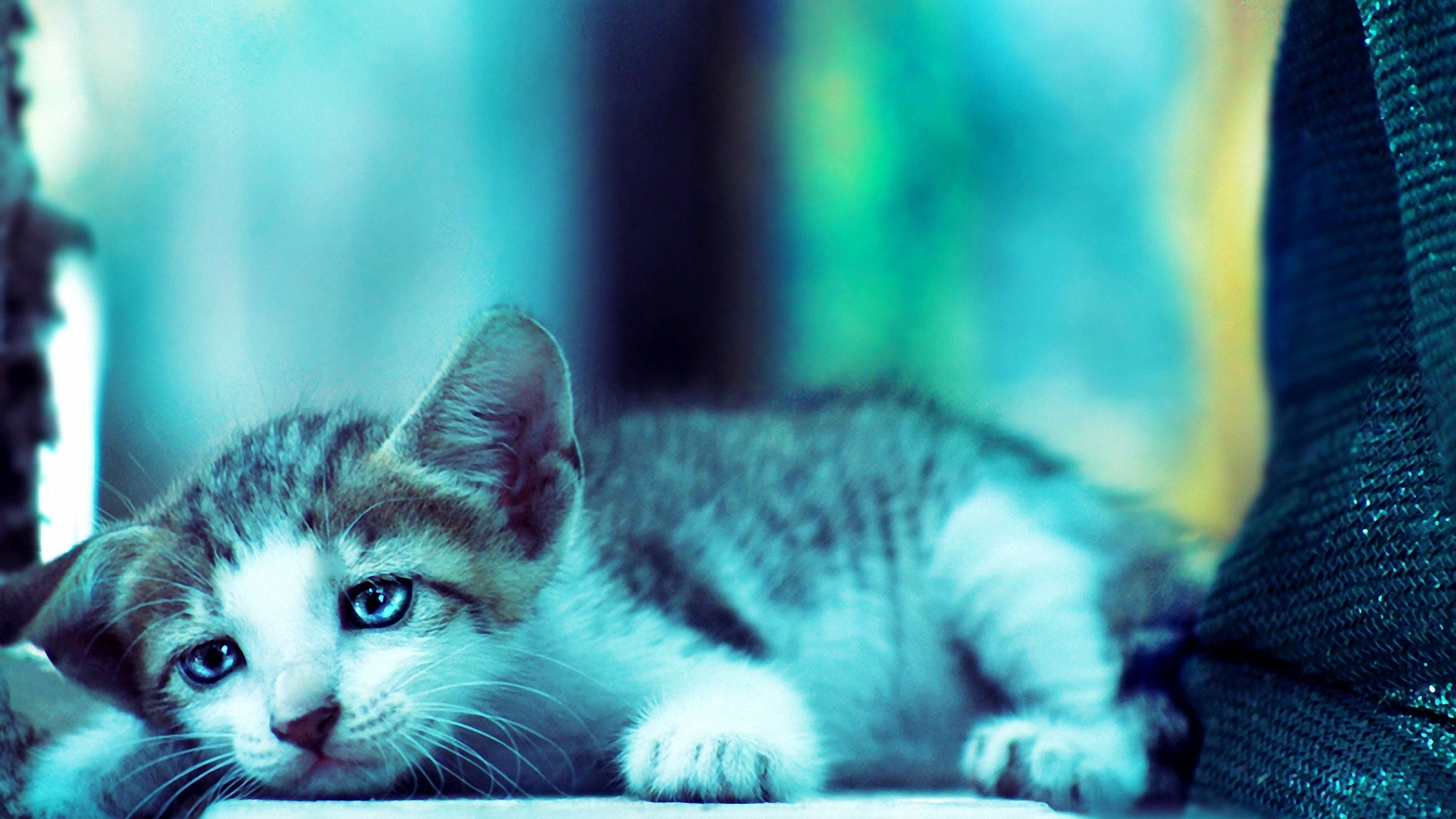Sad Cat Images Hd - HD Wallpaper 
