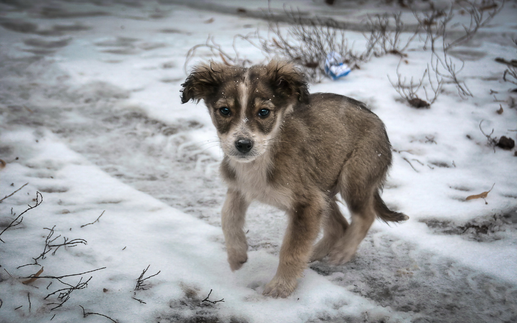 Sad Dog In Snow - HD Wallpaper 