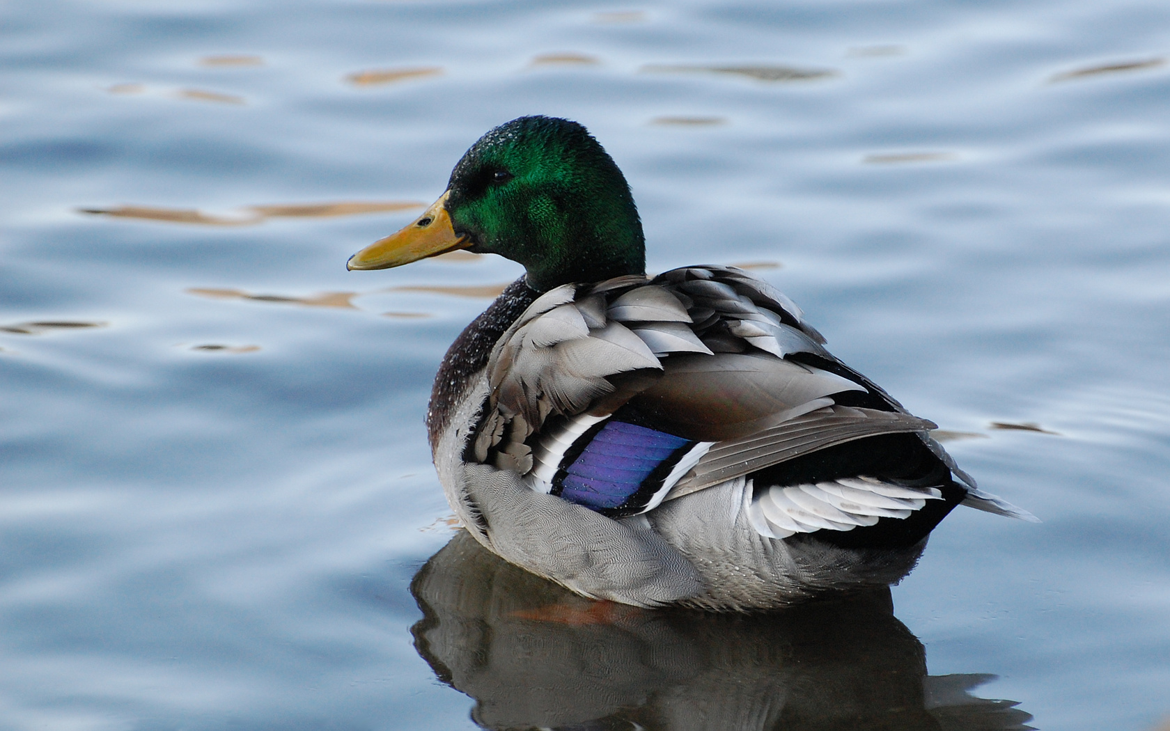 Mallard - HD Wallpaper 