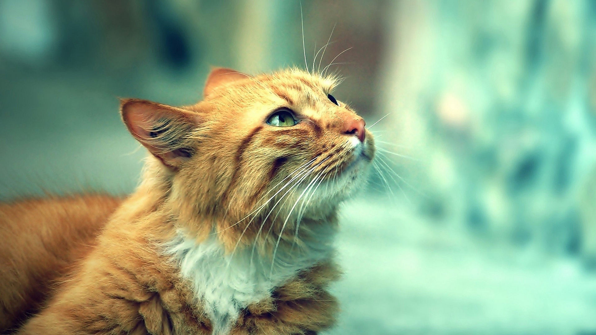 Wallpaper Cat, Face, Furry, Warm - Ginger Cat - HD Wallpaper 
