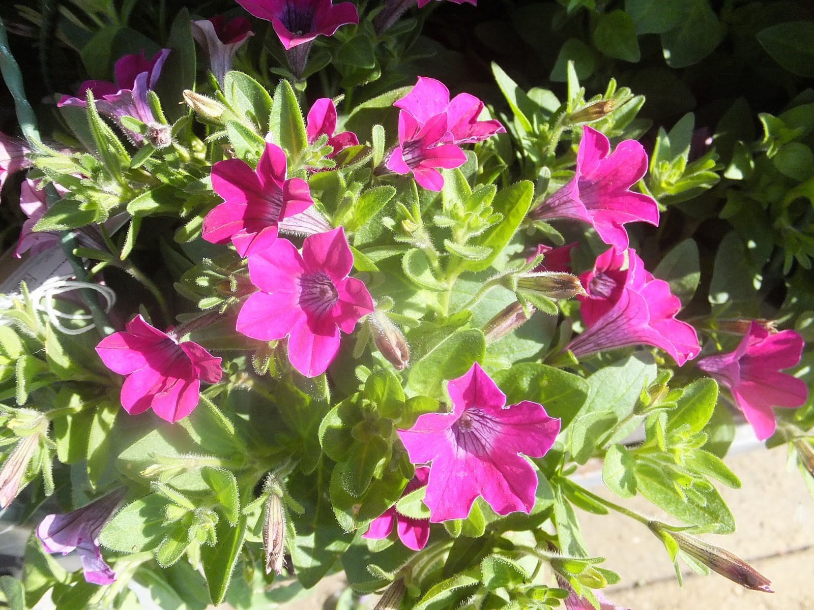 Dianthus - HD Wallpaper 