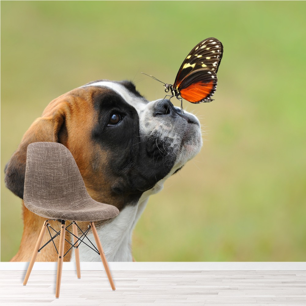 Boxer Butterfly - HD Wallpaper 