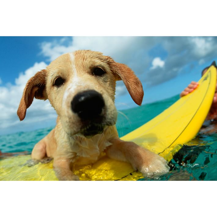 Cute Dogs Surfing - HD Wallpaper 