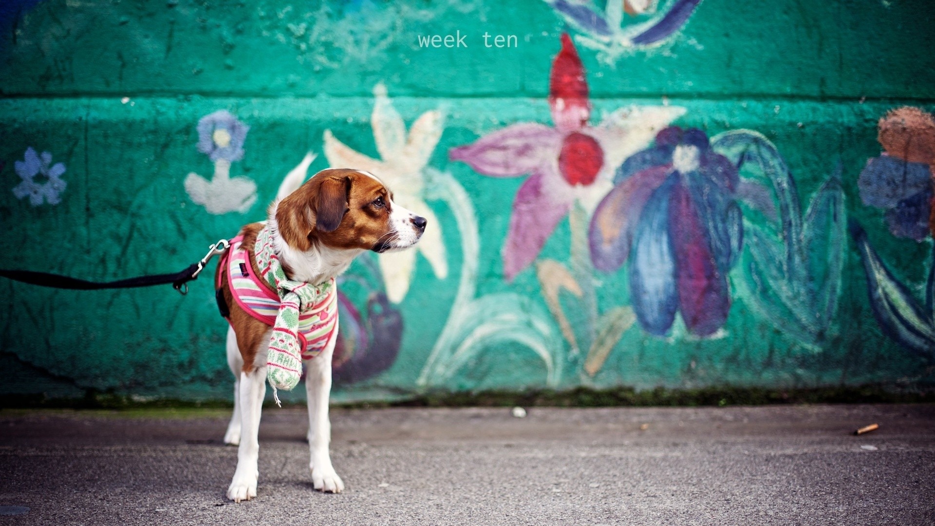 Wallpaper Dogs, Wall, Graffiti, Leash, Baby - Dogs With Graffiti - HD Wallpaper 