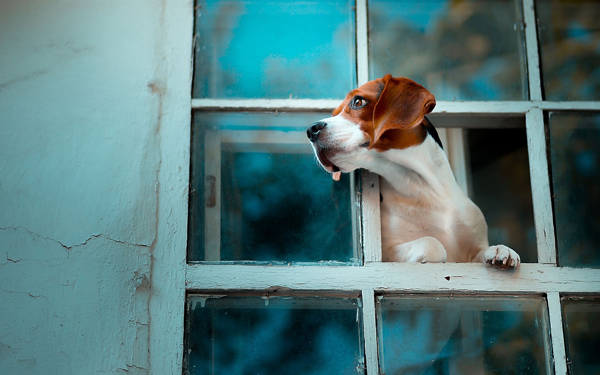 Wallpaper Dog Look Out Window, Wall - Look Out Window - HD Wallpaper 