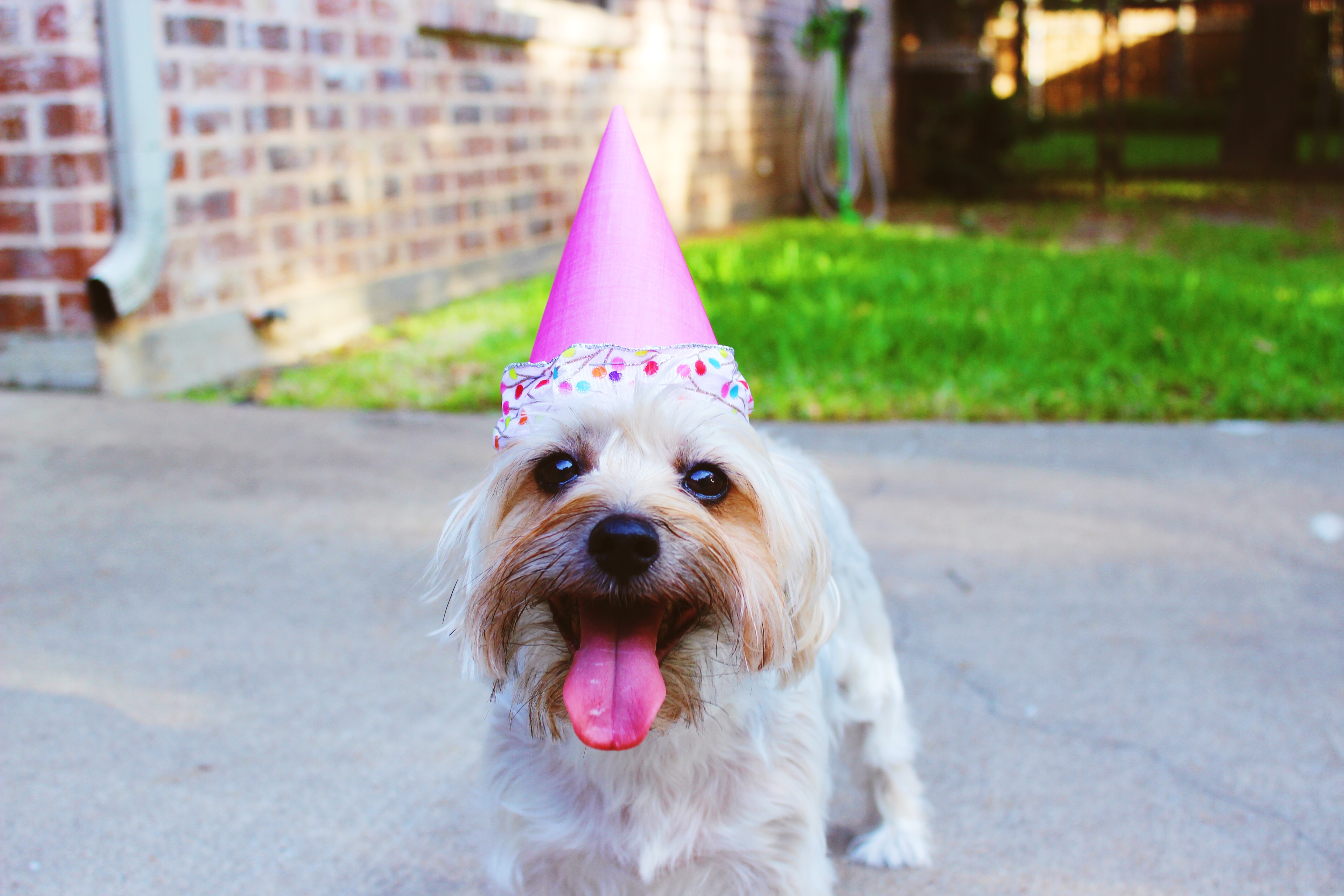 Birthday Pets - HD Wallpaper 