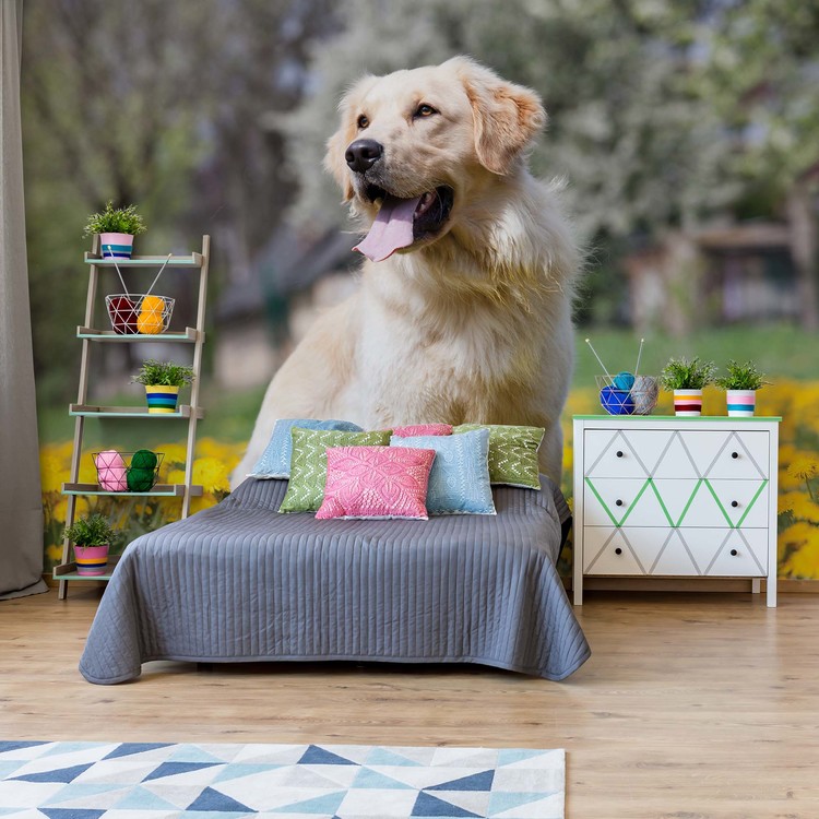 Golden Retriever Dog Wallpaper Mural - Golden Retriever - HD Wallpaper 