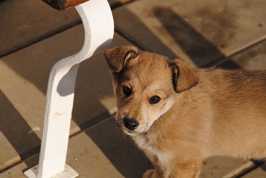 Dog, Puppy, Labka, A Wall, Outdoors, Animal, Chick, - Companion Dog - HD Wallpaper 