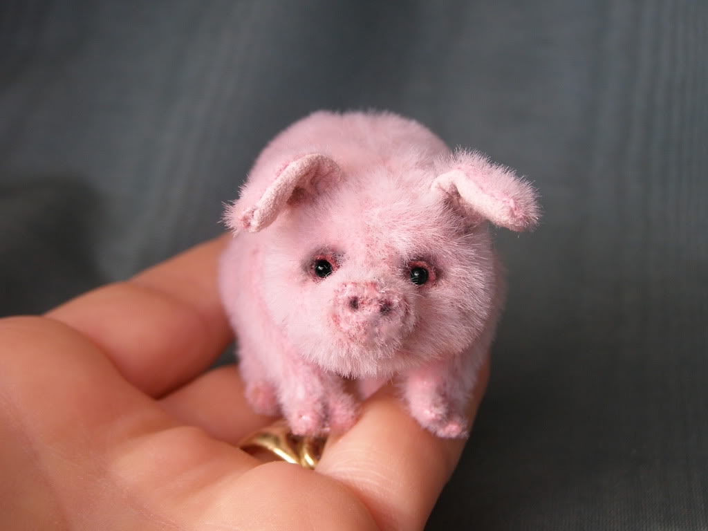 Teacup Pig - HD Wallpaper 