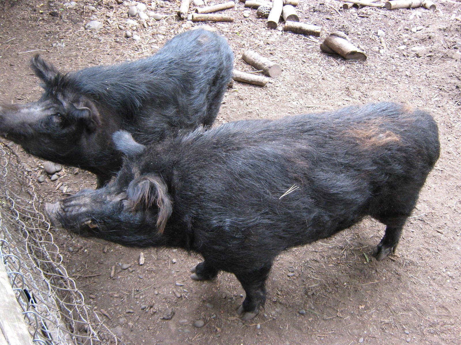 Auckland Island Pig - HD Wallpaper 
