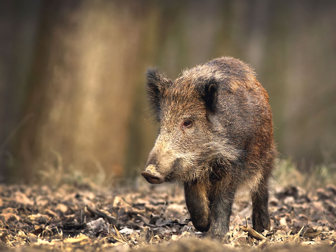 Wild Pig Hd - HD Wallpaper 