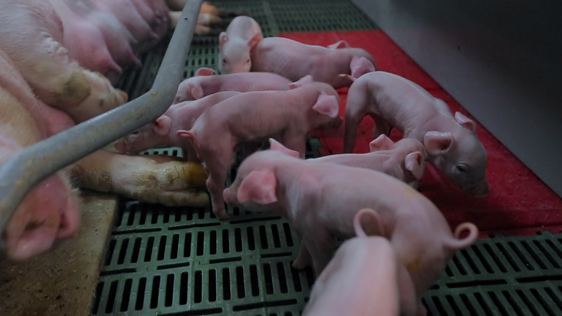 Domestic Pig - HD Wallpaper 