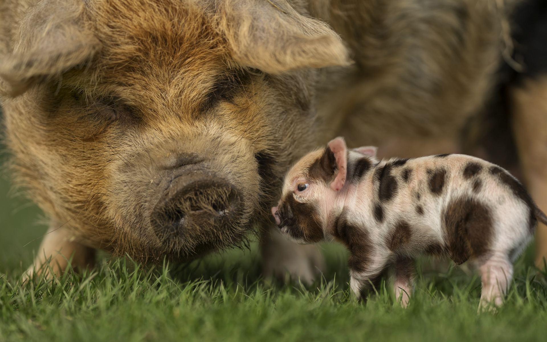 Little Piggy, Pink Pig With Black Spots, Cute Animals, - Domestic Pig - HD Wallpaper 