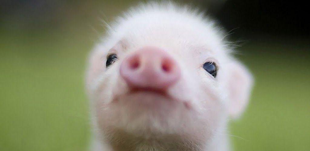 Cute Pig Wallpapers - Cute Baby Pig Backgrounds - HD Wallpaper 