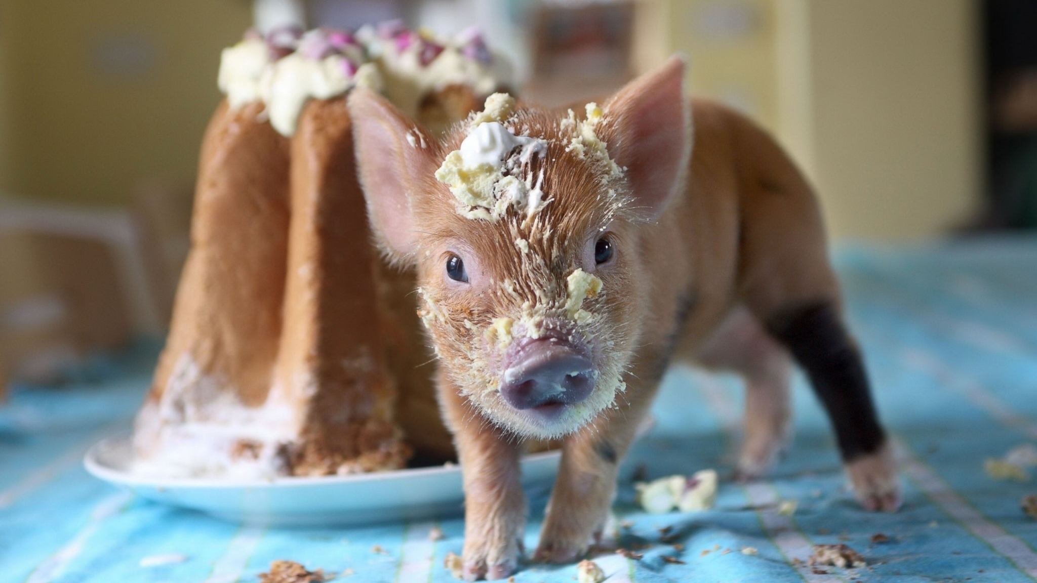 Miniature Pig Happy Birthday - HD Wallpaper 