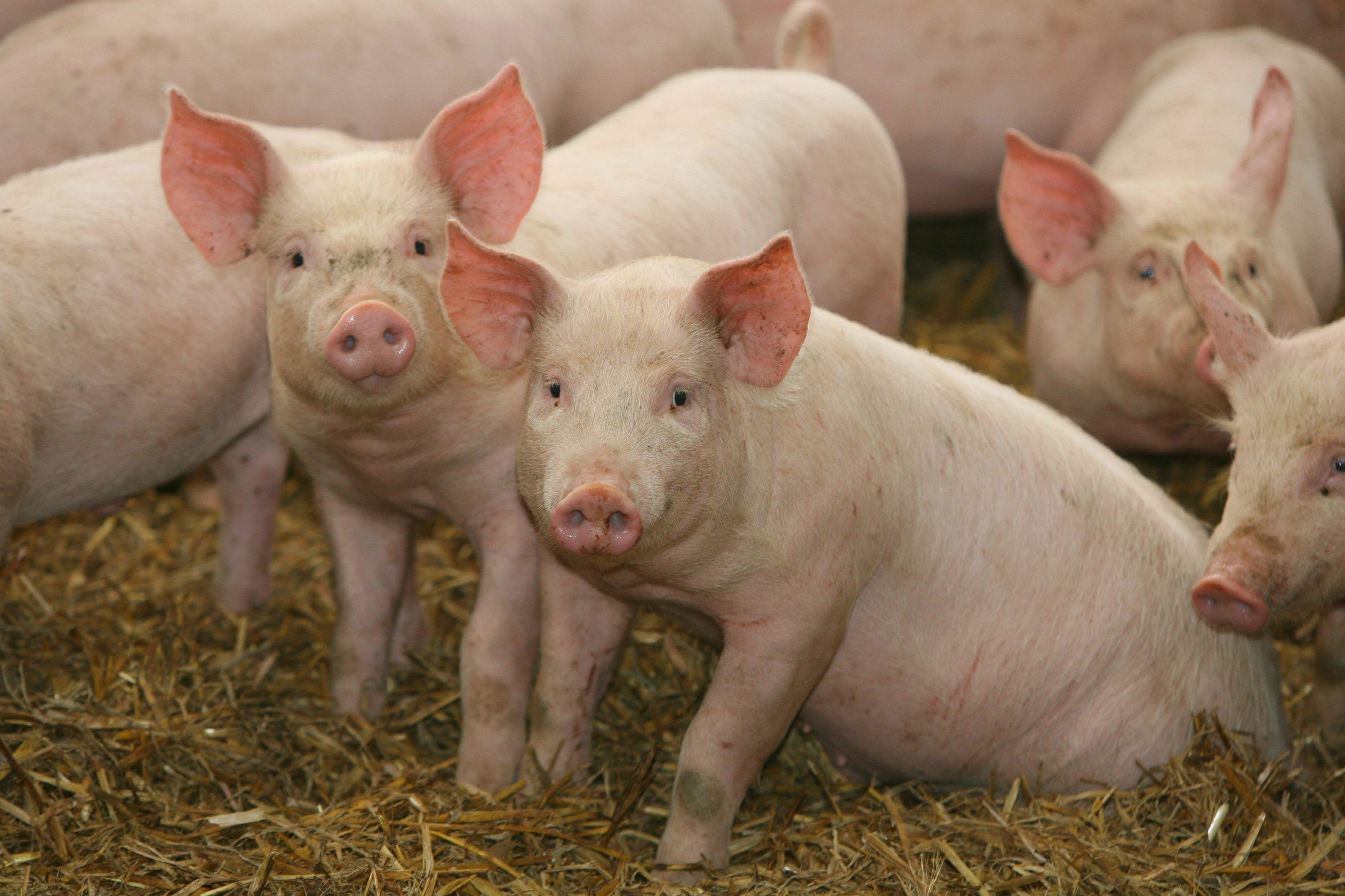 Farm Pigs - Farm Pig - HD Wallpaper 